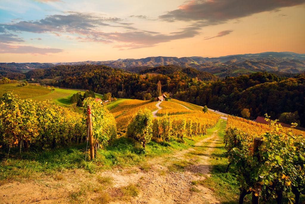 Experiences in the vineyard