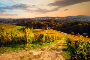 Experiences in the vineyard